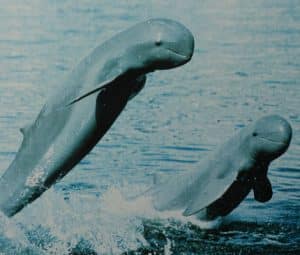 Kratie - Ausflug zu den seltenen Irawadi-Delfinen